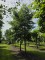 Afbeelding Grootbladig Els - Alnus x spaethii 'Spaeth'