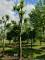 Afbeelding Franse knotplataan - Platanus x hispanica