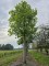 Afbeelding Franse knotplataan - Platanus x hispanica