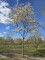 Afbeelding Krentenboompje - Amelanchier lamarckii