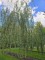 Afbeelding Treurwilg - Salix x sepulcralis 'Chrysocoma'