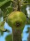 Afbeelding Rode Elstar handappel - Malus domestica 'Red Elstar'
