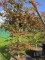 Afbeelding Japanse esdoorn - Acer palmatum 'Sumi-Nagashi'