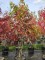 Afbeelding Amberboom - Liquidambar styraciflua