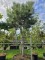 Afbeelding Oostenrijkse den - Pinus nigra subsp. Nigra