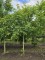 Afbeelding Veredelde walnoot Coenen - Juglans regia 'Coenen''