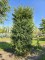 Afbeelding Taxus Venijnboom - Taxus Baccata