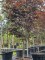 Afbeelding Japanse Esdoorn - Acer palmatum 'Bloodgood'