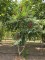 Afbeelding Fluweelboom - Rhus typhina