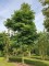Afbeelding Doodsbeenderenboom - Gymnocladus dioica