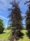 Afbeelding Rode beuk - Fagus sylvatica 'Atropunicea'