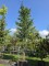 Afbeelding Leylandcypres - Cupressocyparis x Leylandii