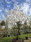 Afbeelding Meerstammige krentenboom - Amelanchier lamarckii
