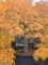 Afbeelding Japanse esdoorn - Acer palmatum 'Dissectum'