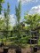 Afbeelding Gouden regen als zuilvorm - Laburnum Yellow Rocket
