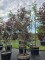 Afbeelding Japanse esdoorn - Acer palmatum 'Red Emperor'