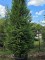 Afbeelding wintergroene levensboom - Thuja plicata 'Atrovirens'