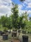 Afbeelding meerstammige taxus - Taxus baccata