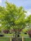 Afbeelding Meerstammige Japanse esdoorn - Acer palmatum