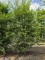 Afbeelding Meerstammige haagbeuk als klimboom - Carpinus betulus