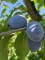 Afbeelding Hauszwetsche blauwe pruim - Prunus domestica Hauszwetsche