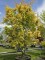 Afbeelding Japanse Esdoorn - Acer palmatum 'Ueno Yama'