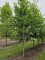 Afbeelding Krimlinde - Tilia x europaea 'Euchlora'
