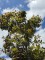 Afbeelding Japanse esdoorn - Acer palmatum 'Musashino'