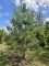 Afbeelding Oostenrijkse den - Pinus nigra subsp. Nigra
