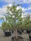 Afbeelding Peer 'Conference' laagstam solitair - Pyrus c. 'Conference'