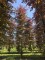 Afbeelding Rode beuk - Fagus sylvatica 'Atropunicea'