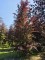Afbeelding Rode beuk - Fagus sylvatica 'Atropunicea'