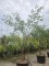 Afbeelding Papieresdoorn - Acer griseum