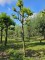 Afbeelding Bolvormige Plataan - Platanus x hispanica 'Alphen's Globe'