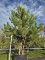 Afbeelding Oostenrijkse Den - Pinus nigra 'Nigra'
