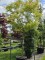 Afbeelding Japanse Esdoorn - Acer palmatum 'Polymorphum'