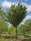 Afbeelding Chinese Sierkers - Prunus Umineko