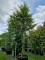 Afbeelding Sycoparrotia - Sycoparrotia semidecidua