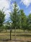 Afbeelding Japanse sierkers - Prunus 'Sunset Boulevard'