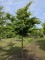 Afbeelding Perzisch ijzerhout hoogstam - Parrotia persica