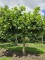 Afbeelding Dakplataan - Platanus hispanica