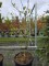 Afbeelding Vaantjesboom of Zakdoekjesboom - Davidia involucrata