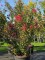 Afbeelding Indische sering met rode bloei - Lagerstroemia indica 'Tuscarora'