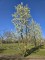 Afbeelding Sierpeer - Pyus calleryana 'Chanticleer'