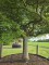 Afbeelding Japanse esdoorn - Acer palmatum 'Dissectum'