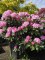 Afbeelding Japanse Rododendron met pittige roze paarse bloei - Rhododendron Yakushimanum 'Silberwolke'