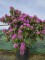 Afbeelding paarse rhododendron - Rhododendron Roseum Elegans