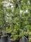 Afbeelding Steeneik - Quercus ilex