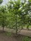 Afbeelding Speelboom,  klimboom, vogelboom, - Carpinus betulus