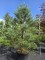 Afbeelding Mammoetboom - Sequoiadendron Giganteum Healthy Mammoth One